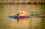 retrieving Golden Retriever