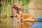 retrieving Golden Retriever