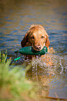retrieving Golden Retriever