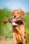 Golden Retriever Portrait