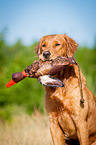 Golden Retriever Portrait