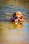 retrieving Golden Retriever
