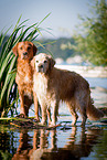 standing Golden Retriever