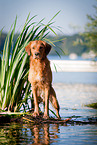 standing Golden Retriever