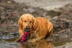 lying Golden Retriever
