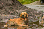 lying Golden Retriever