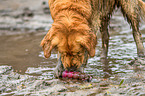 playing Golden Retriever