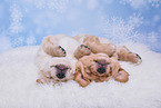 Golden Retriever Puppies