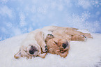 Golden Retriever Puppies
