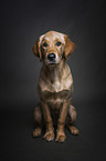 sitting Golden Retriever