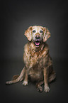 sitting Golden Retriever