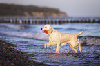 playing  Golden Retriever