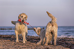 2 Golden Retriever