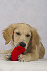 lying Golden Retriever Puppy