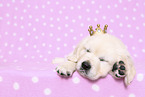 lying Golden Retriever Puppy