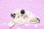 lying Golden Retriever Puppy