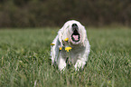 standing Golden Retriever Puppy