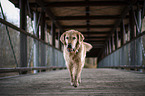 running Golden Retriever