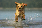 running Golden Retriever