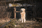 sitting Golden Retriever