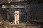 sitting Golden Retriever