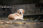 lying Golden Retriever
