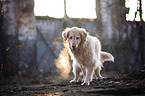 walking Golden Retriever