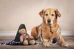 lying Golden Retriever