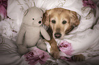 lying Golden Retriever