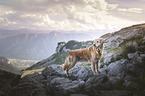 standing Golden Retriever