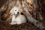 lying Golden Retriever puppy