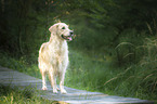 standing Golden Retriever