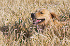 Golden Retriever portrait