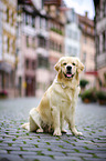 sitting Golden Retriever