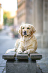 lying Golden Retriever