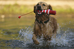 playing Golden Retriever