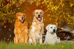 3 Golden Retriever