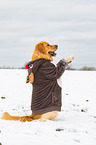 begging Golden Retriever