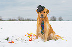 sitting Golden Retriever