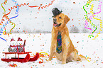 sitting Golden Retriever