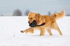 running Golden Retriever