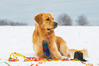 lying Golden Retriever