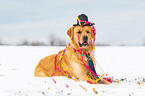 lying Golden Retriever