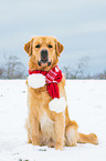 sitting Golden Retriever