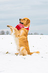 begging Golden Retriever
