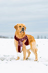 standing Golden Retriever