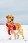standing Golden Retriever