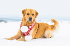 lying Golden Retriever