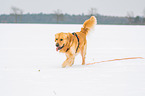 walking Golden Retriever