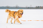 walking Golden Retriever